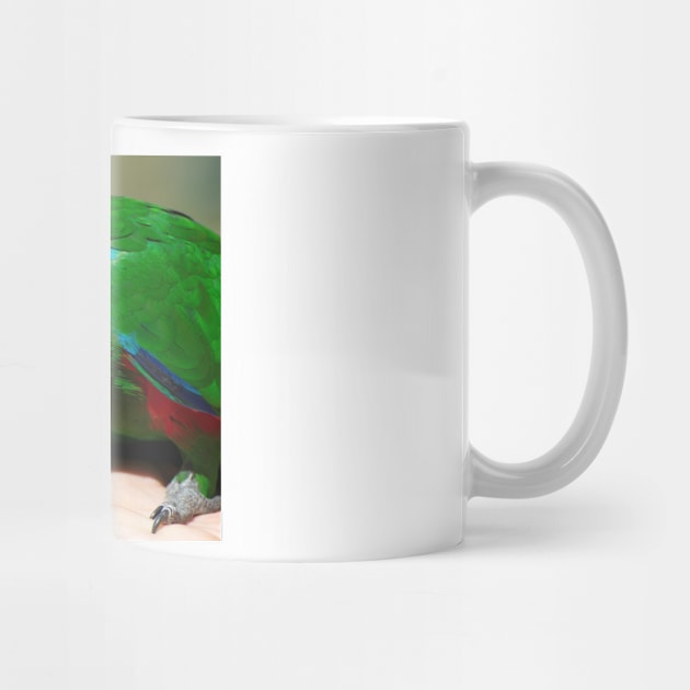 Eclectus Parrot - male by GP1746